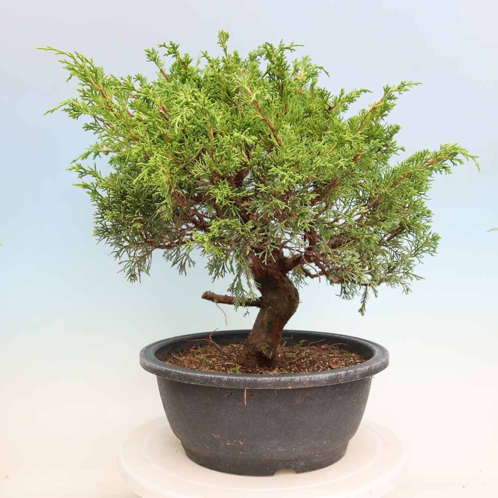 Bonsai ogrodowe – Juniperus chinensis Itoigawa – jałowiec chiński