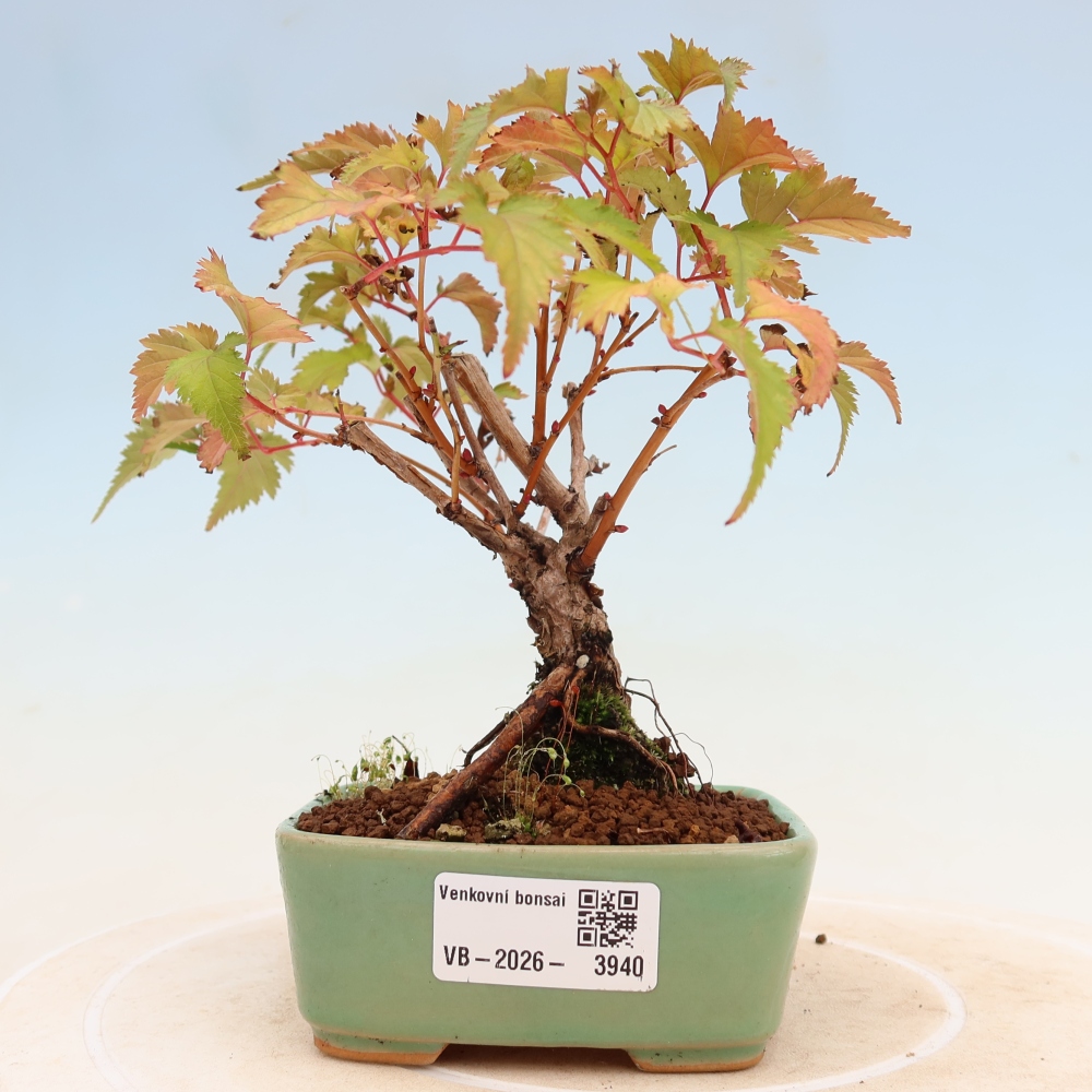 Bonsai ogrodowe – Stephanandra incisa – korona pochyła