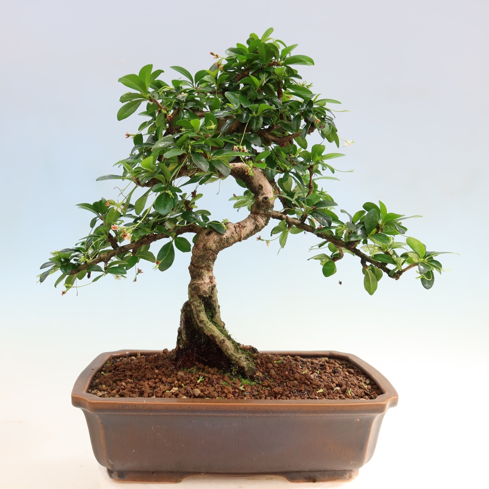 Bonsai pokojowe - Carmona macrophylla - Tea fuki