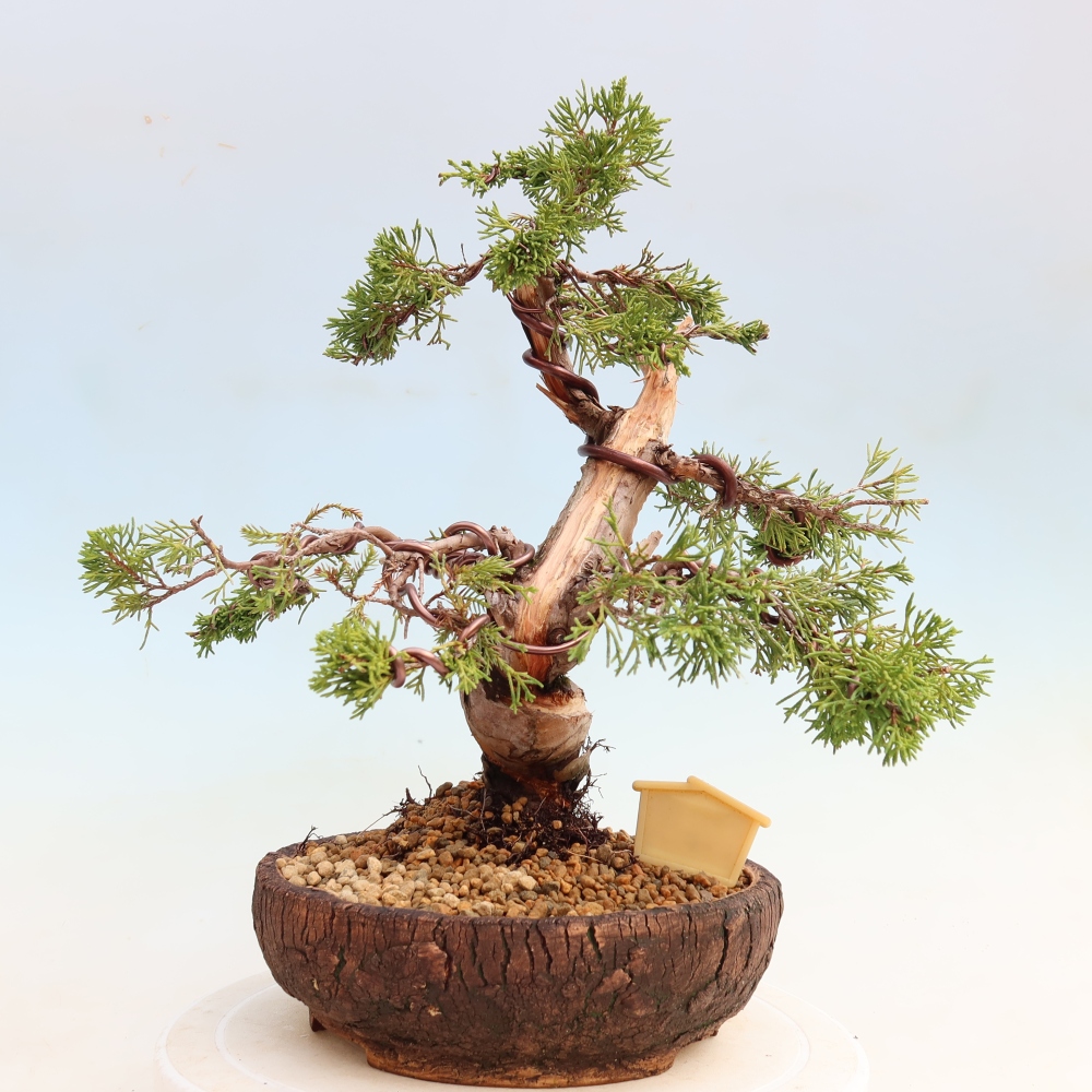 Bonsai ogrodowe – Juniperus chinensis Itoigawa – jałowiec chiński