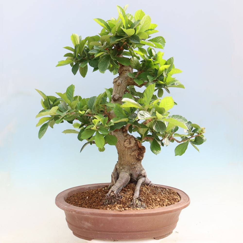 Bonsai ogrodowe – Photinia villosa