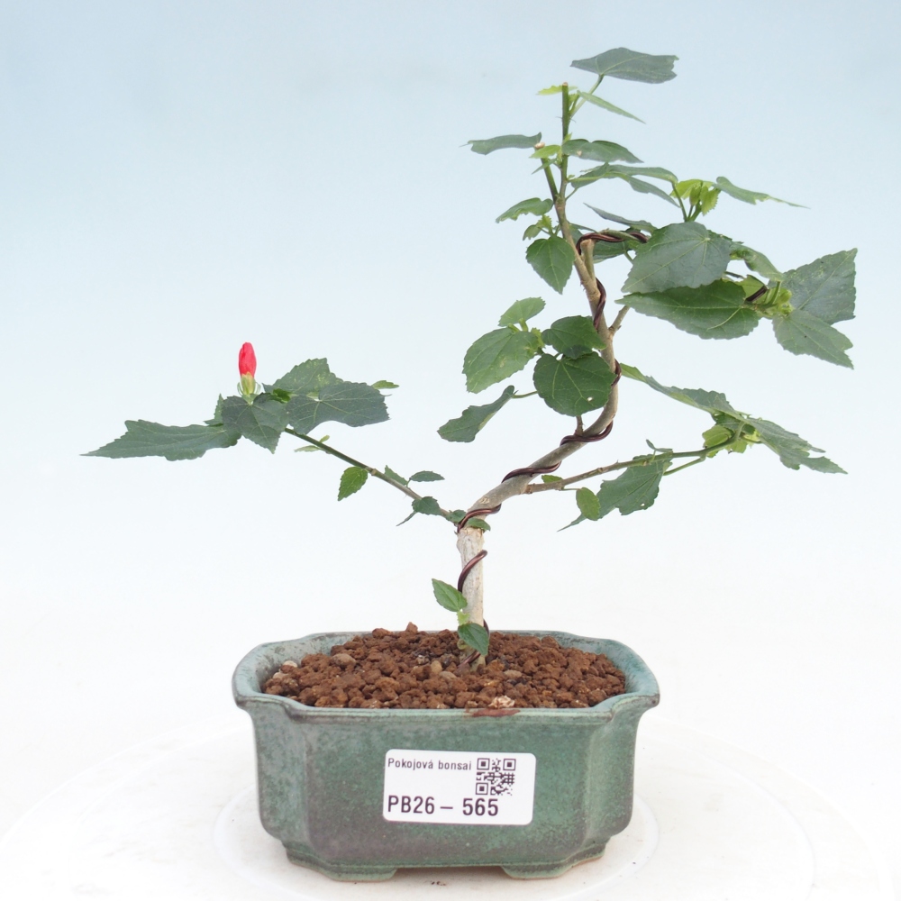 Bonsai domowe - Malvaviscus arboreus