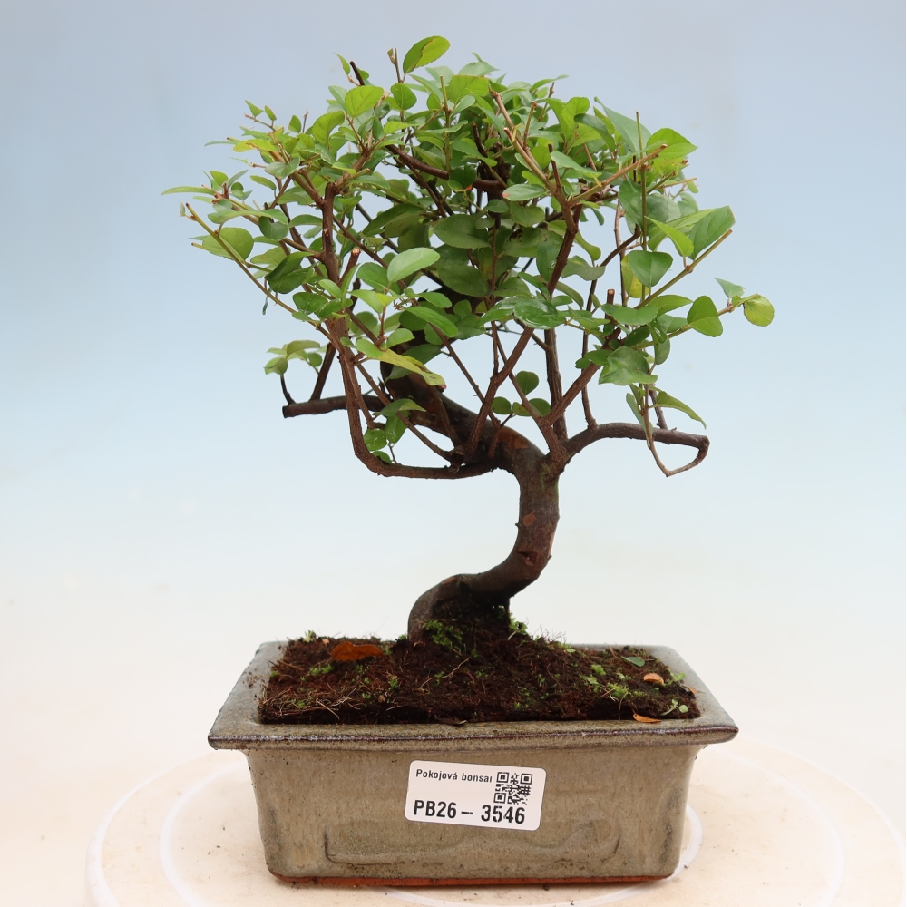 Bonsai pokojowe - Sageretia thea - Sageretia thea
