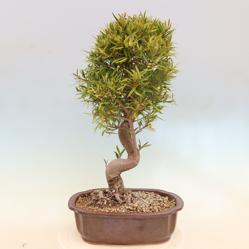 Pokój bonsai - Ficus nerifolia - figowiec drobnolistny