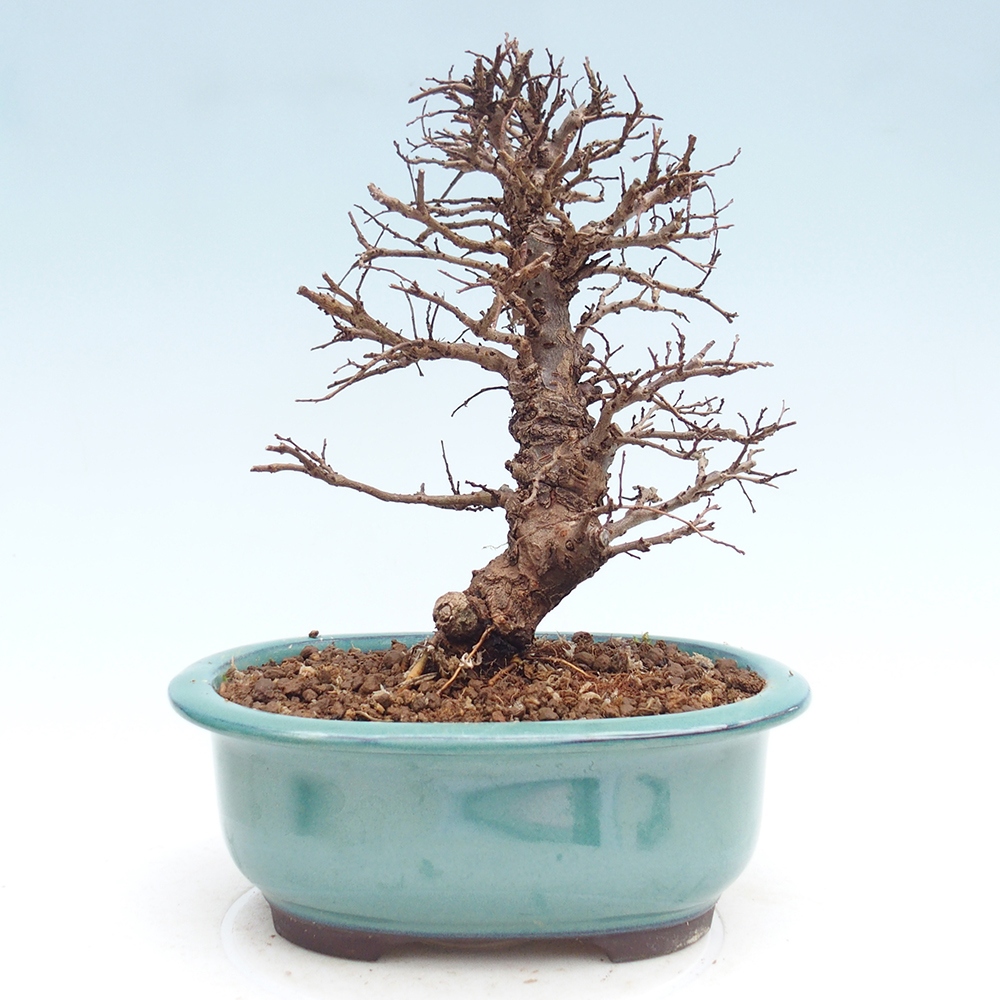 Bonsai zewnętrzne - Zelkova - Zelkova NIRE