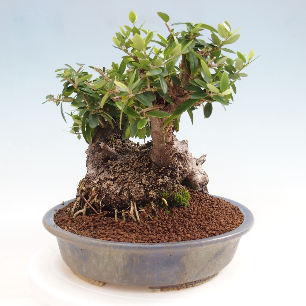 Kryte bonsai - Olea europaea sylvestris - Europejska oliwa z małych liści