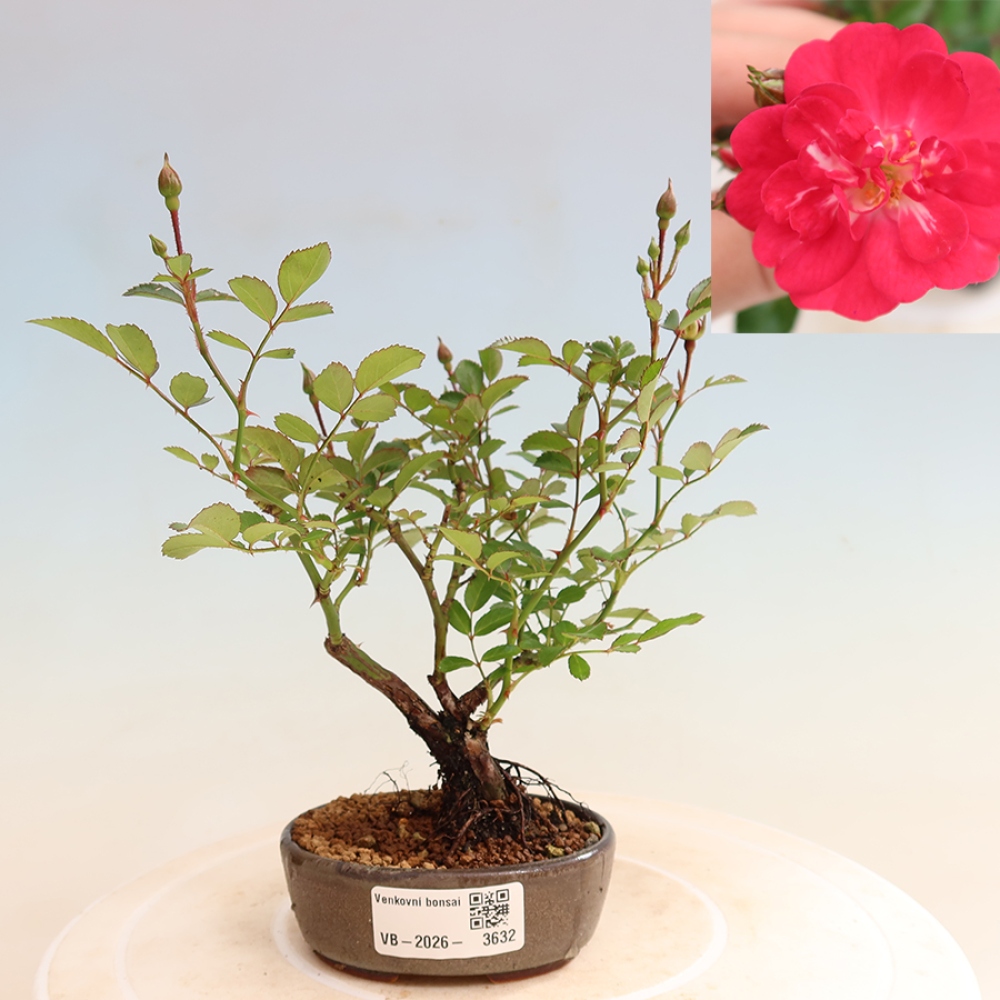 Bonsai ogrodowe – Rosa Kordes – róża