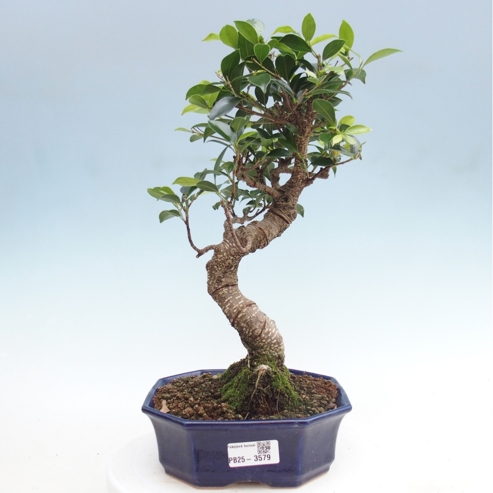 Pokój bonsai - Ficus retusa - figowiec drobnolistny