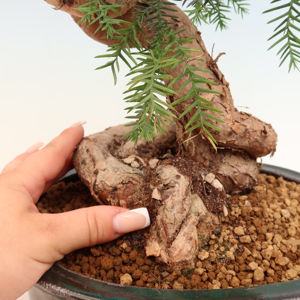 Bonsai domowe – araukaria – domowa sosenka