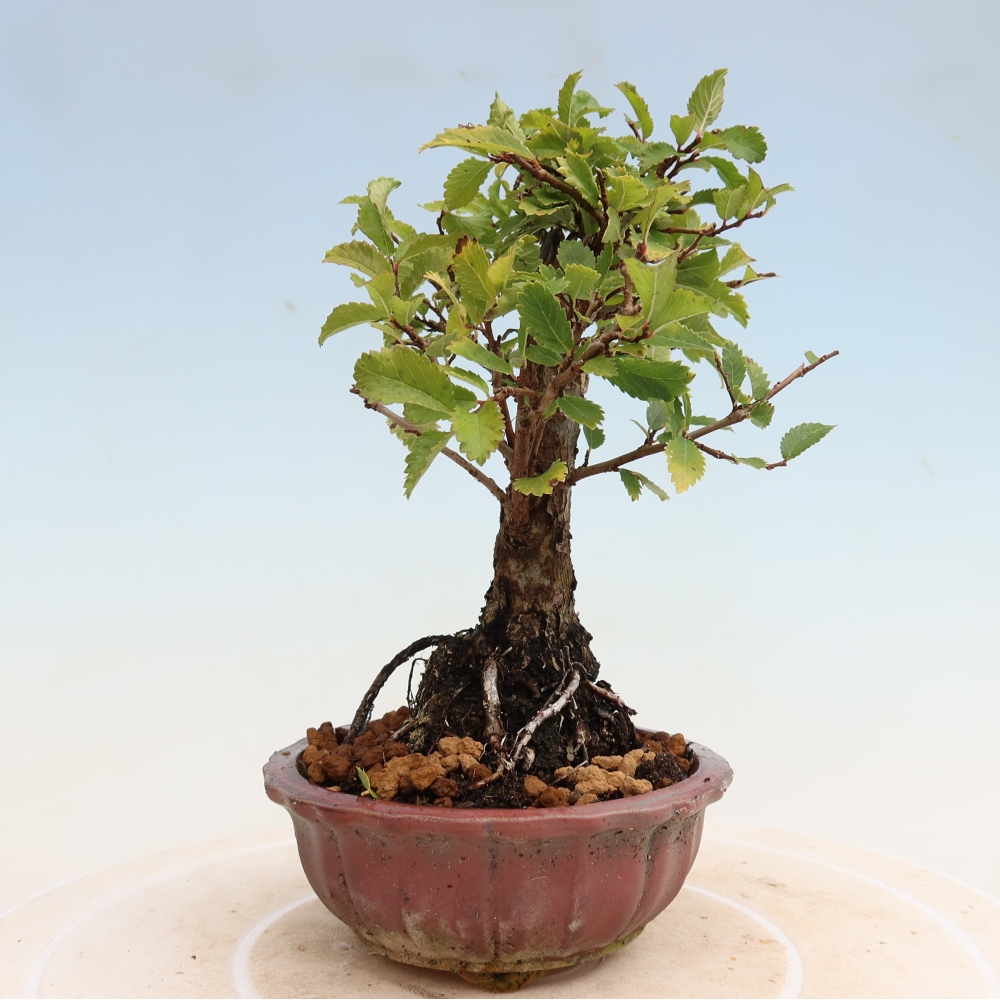 Bonsai zewnętrzne - Zelkova - Zelkova NIRE