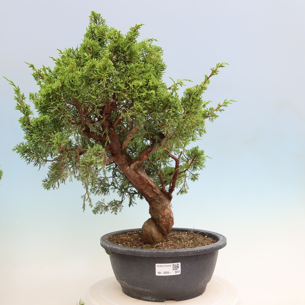 Bonsai ogrodowe – Juniperus chinensis Itoigawa – jałowiec chiński