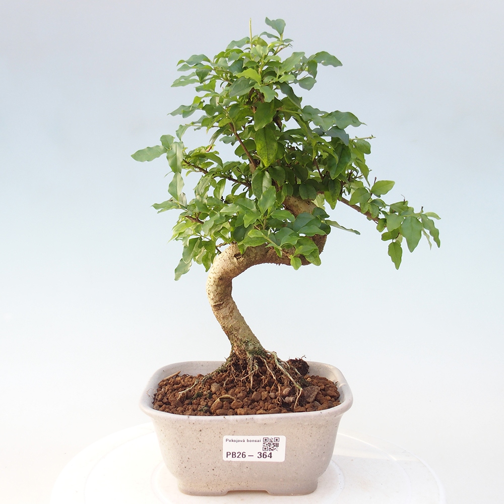 Pokój bonsai - Ligustrum chinensis - Dziób ptaka