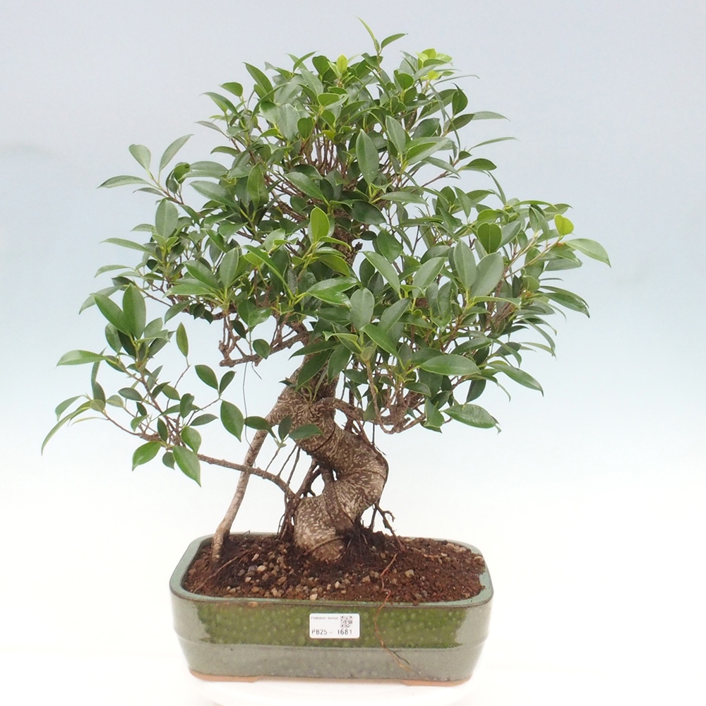 Kryty bonsai - Ficus kimmen - figowiec drobnolistny