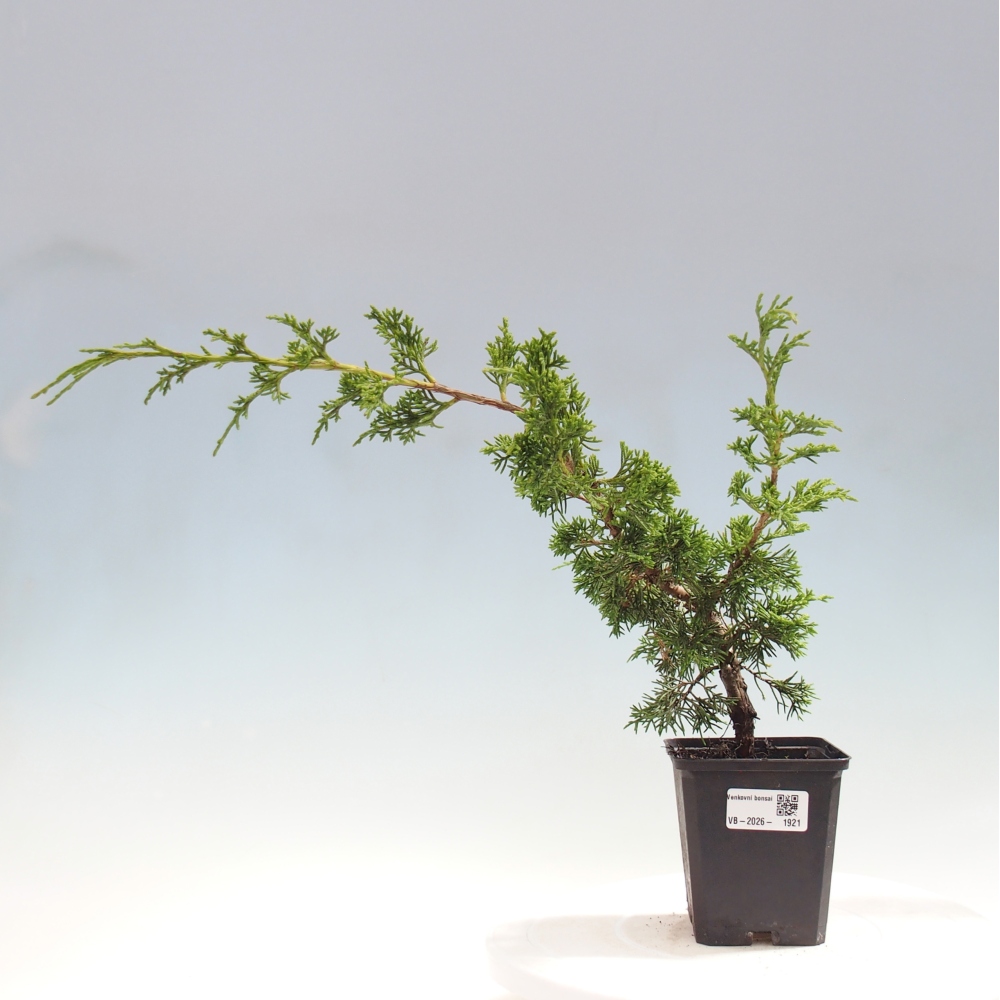 Outdoor bonsai - Juniperus chinensis Itoigawa