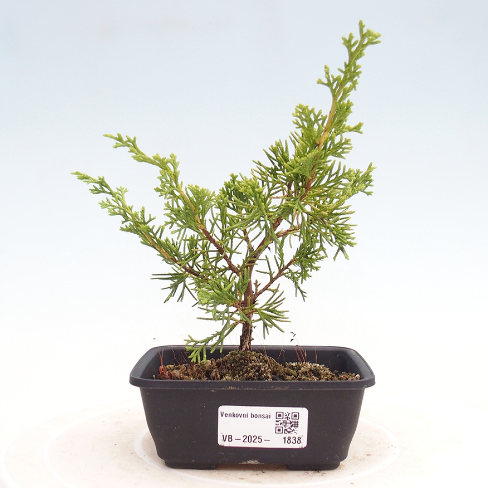 Outdoor bonsai - Juniperus chinensis Itoigawa - Jałowiec chiński