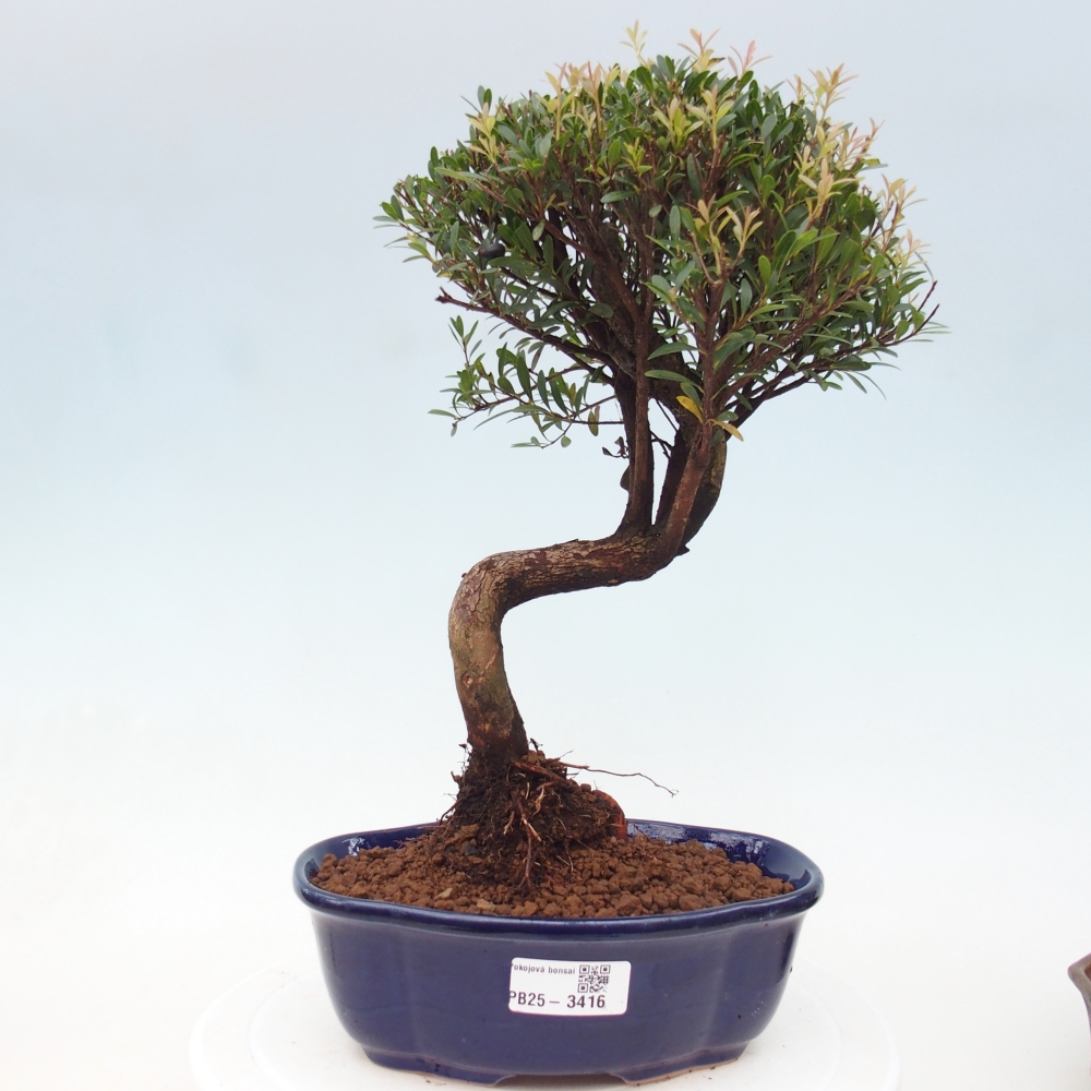 Pokój bonsai - Syzygium - Pimento