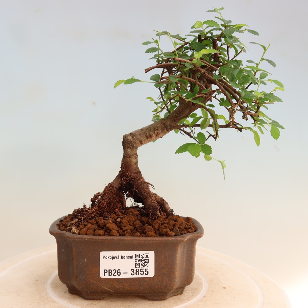Pokój bonsai - Ulmus parvifolia - Wiąz drobnolistny