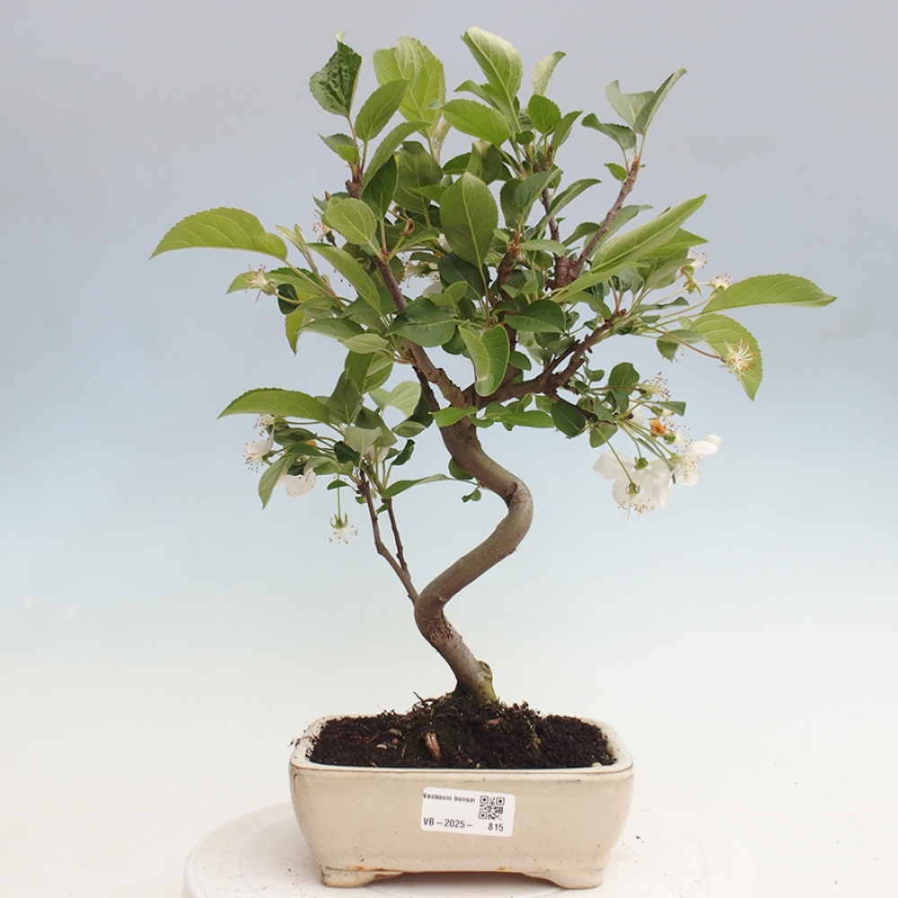 Bonsai plenerowe - Malus Halliana - Jabłoń drobnoowocowa