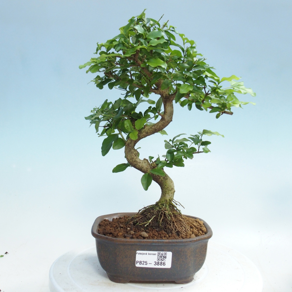 Pokój bonsai - Ligustrum chinensis - Dziób ptaka