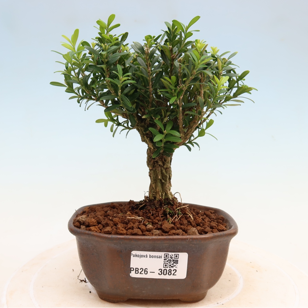 Pokój bonsai - Buxus harlandii - buxus korkowy