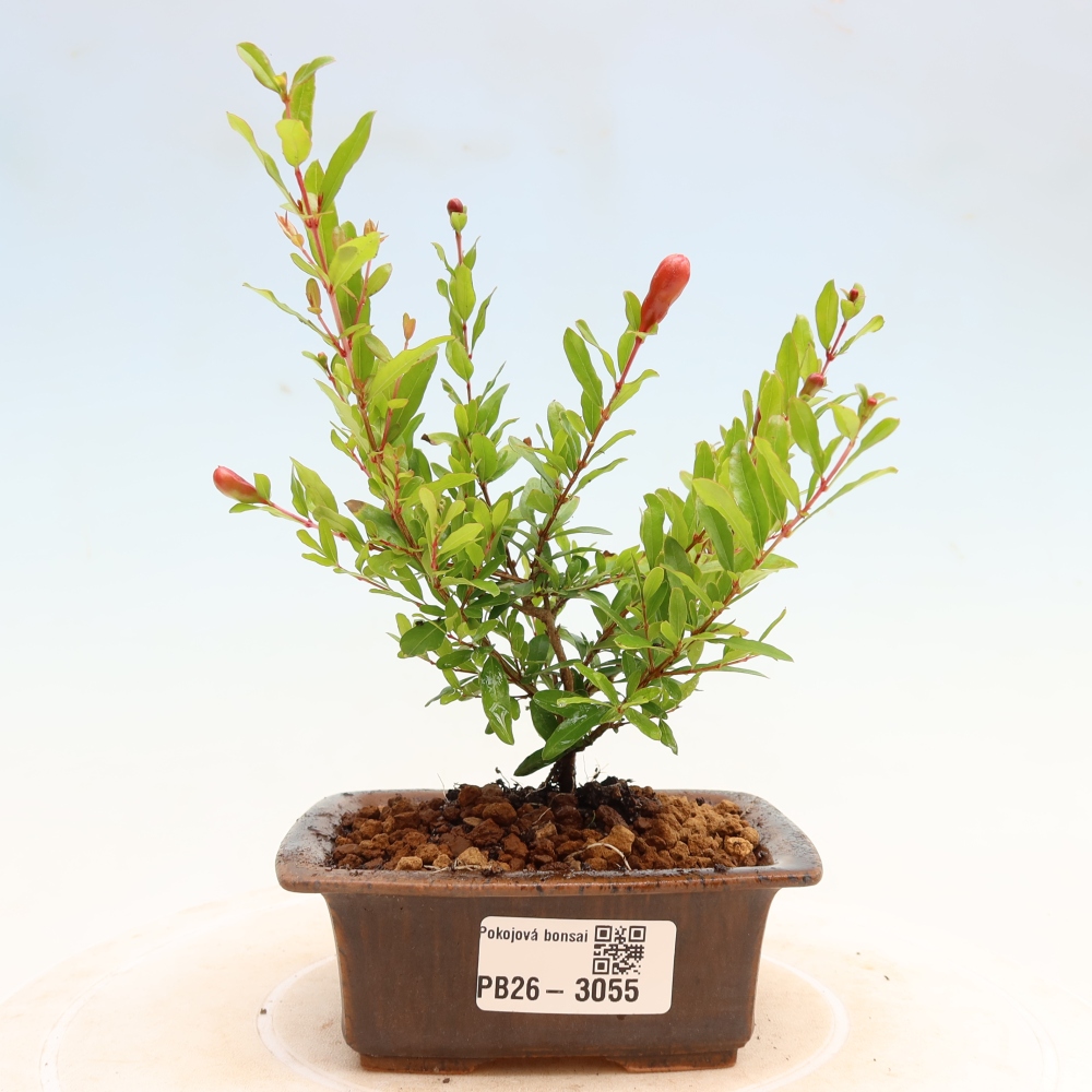 Pokój bonsai - PUNICA granatum nana - jabłko granatu