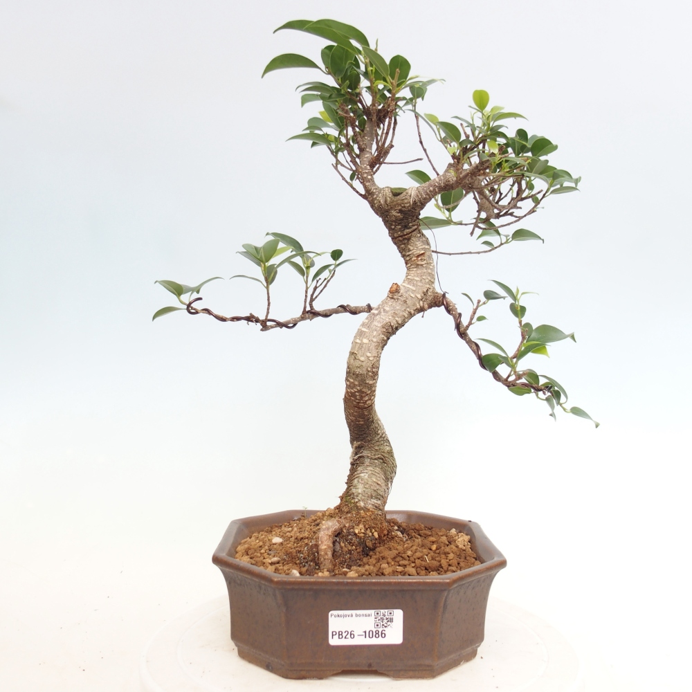 Pokój bonsai - Ficus retusa - figowiec drobnolistny
