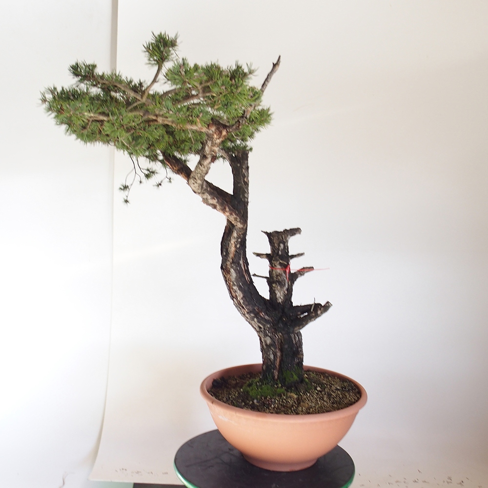Yamadori - Pinus sylvestris Hiszpania
