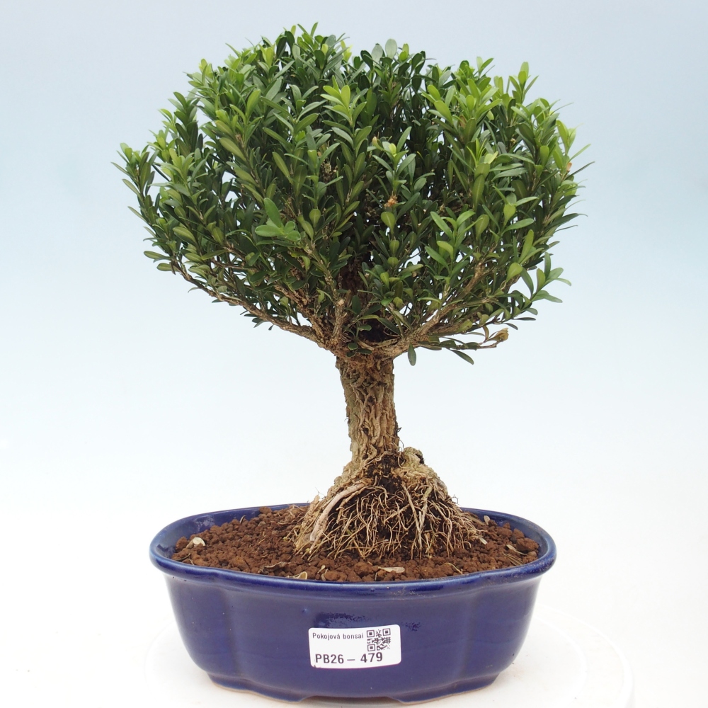 Pokój bonsai - Buxus harlandii - buxus korkowy
