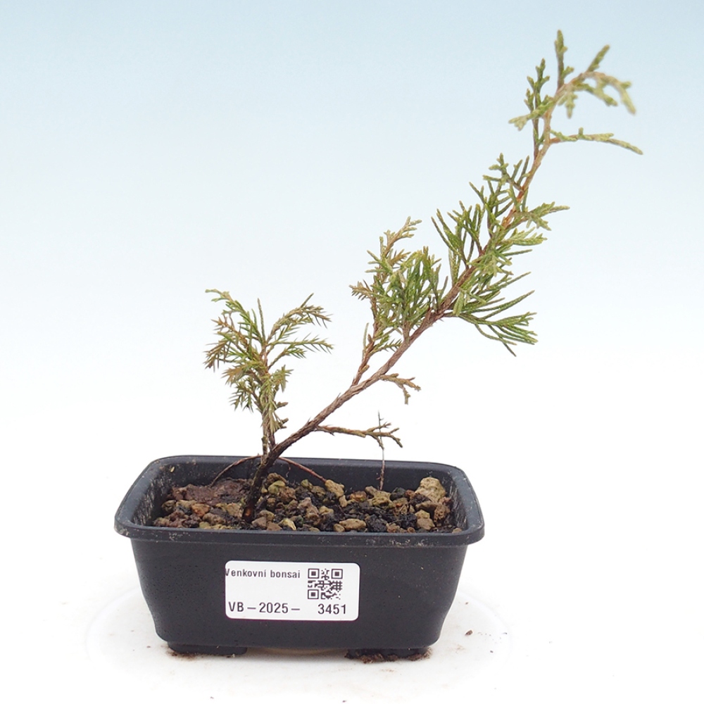 Outdoor bonsai - Juniperus chinensis Itoigawa