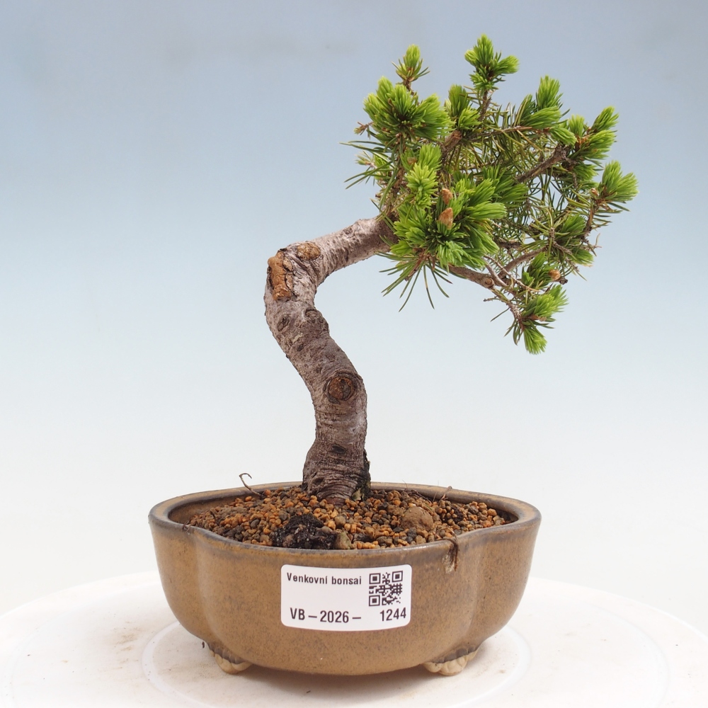 Outdoor bonsai - Świerk pospolity - Picea glauca globe