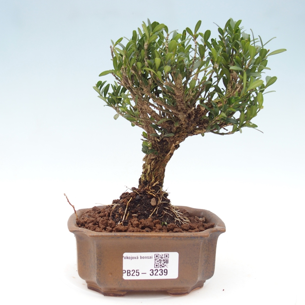 Pokój bonsai - Buxus harlandii - buxus korkowy