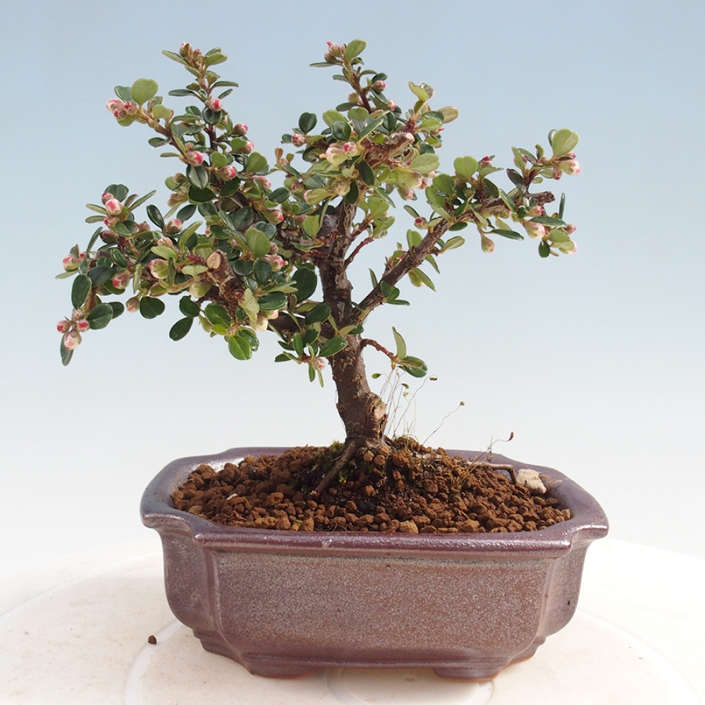 Plenerowe bonsai - Irga pozioma - Drzewo skalne