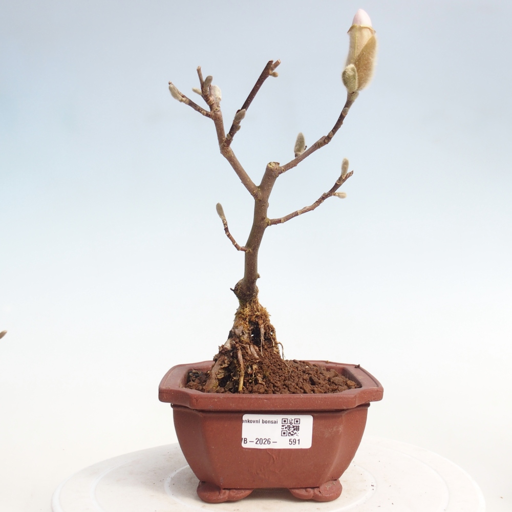 Bonsai na zewnątrz - Magnolia stellata