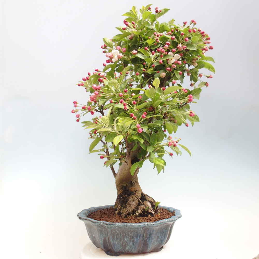 Outdoor bonsai - Malus halliana - Jabłoń drobnoowocowa