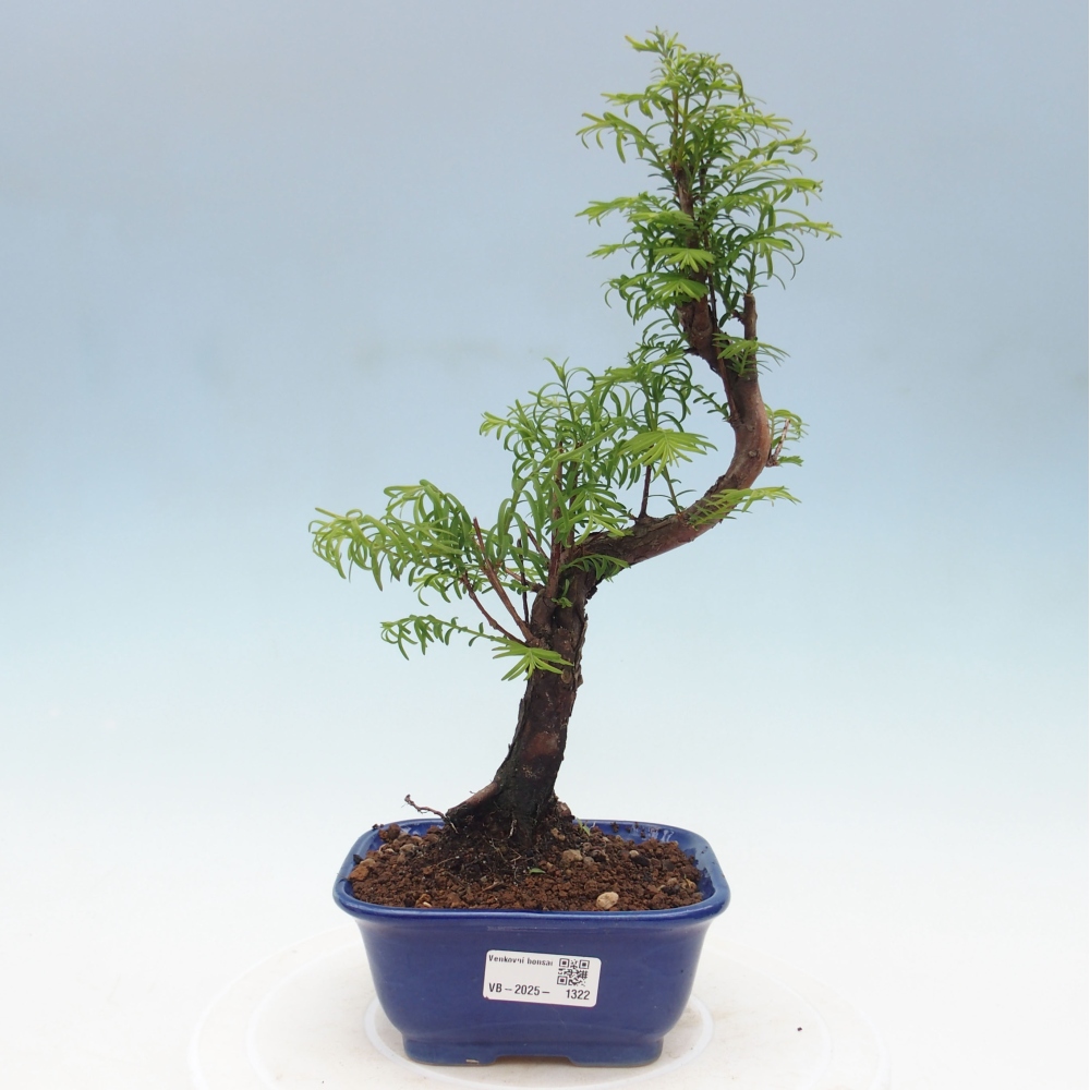 Outdoor bonsai - Metasequoia glyptostroboides - chińskie metasekvoje