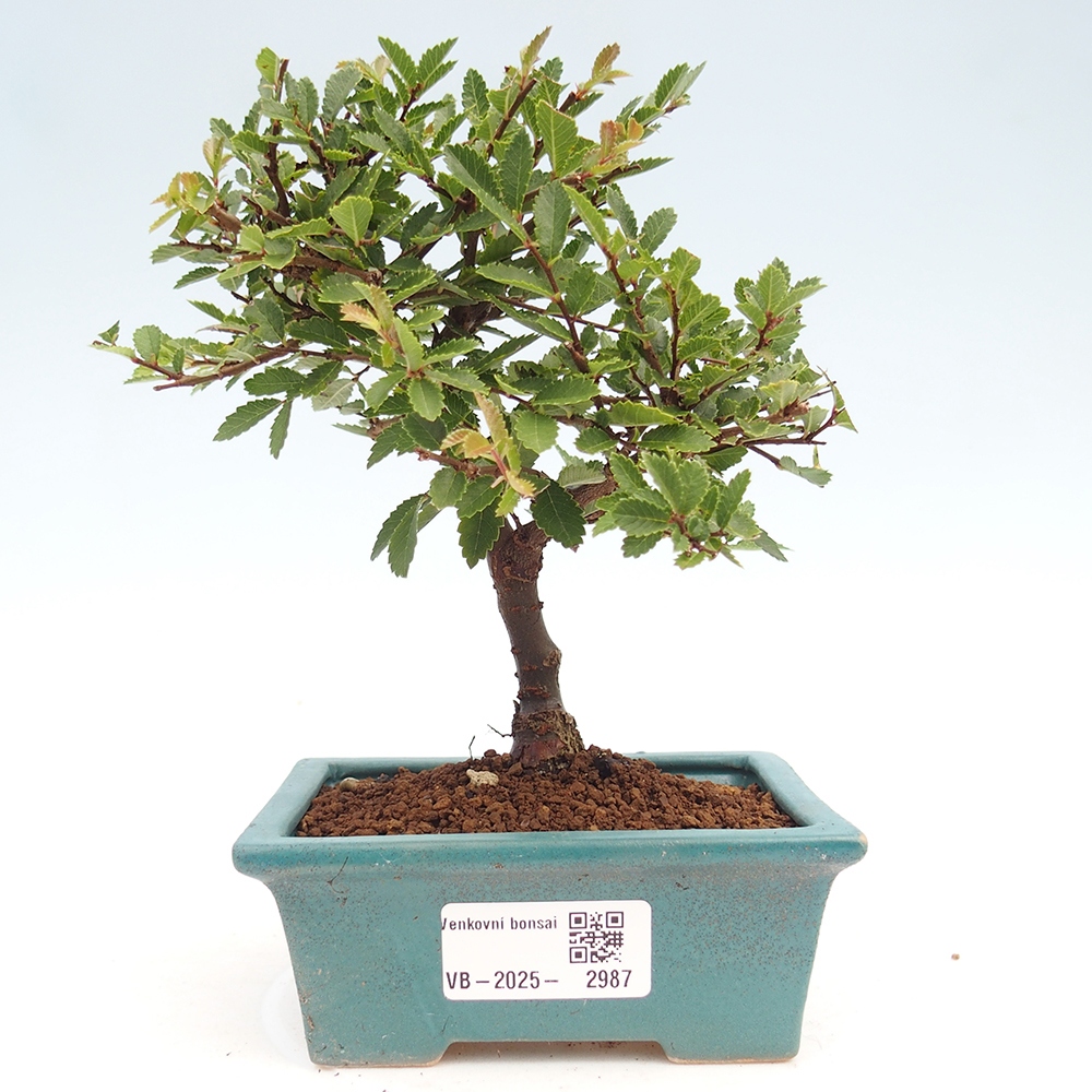 Bonsai zewnętrzne - Ulmus parvifolia Sagei - Wiąz drobnolistny
