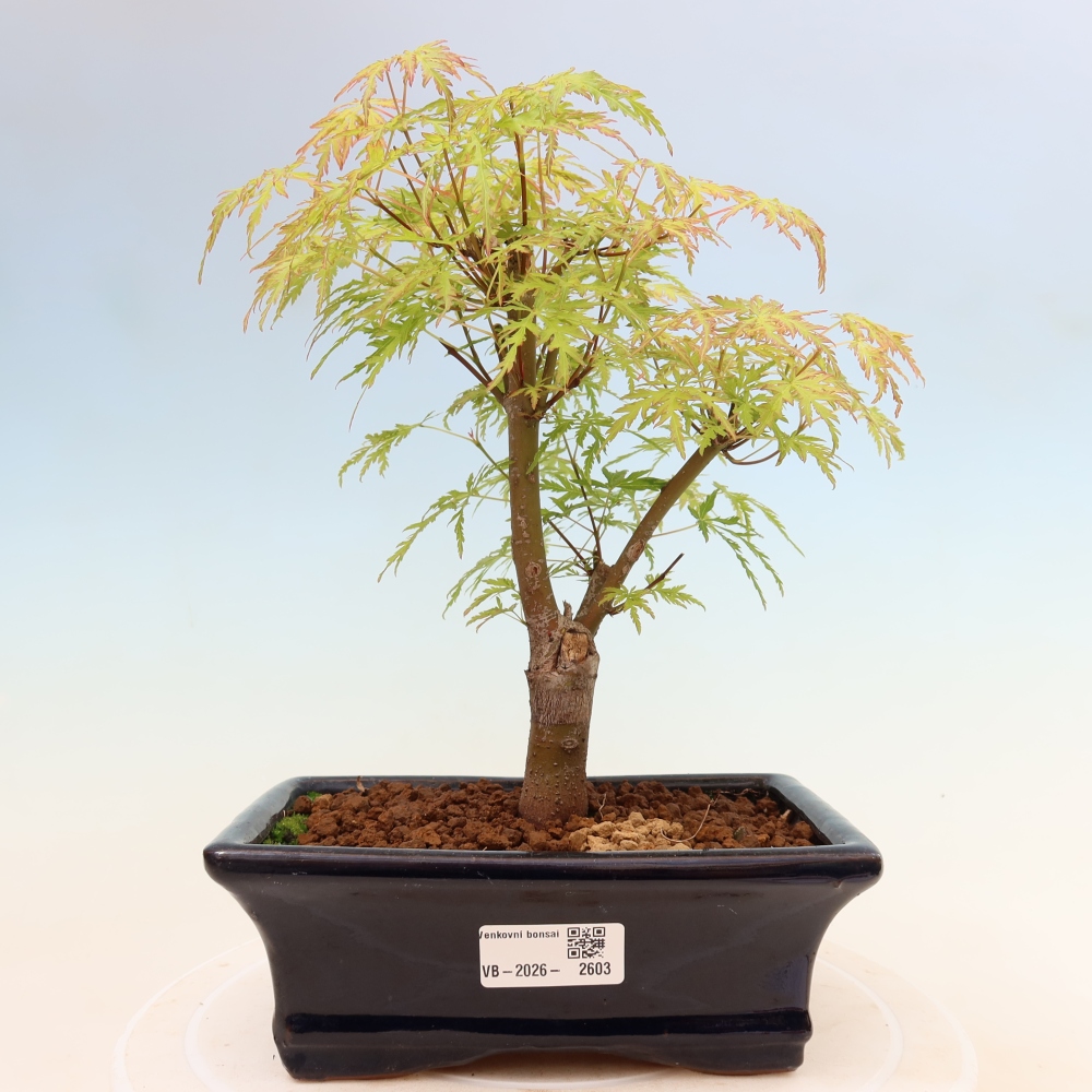 Bonsai ogrodowe – Acer palmatum Dissectum – klon palmowy 