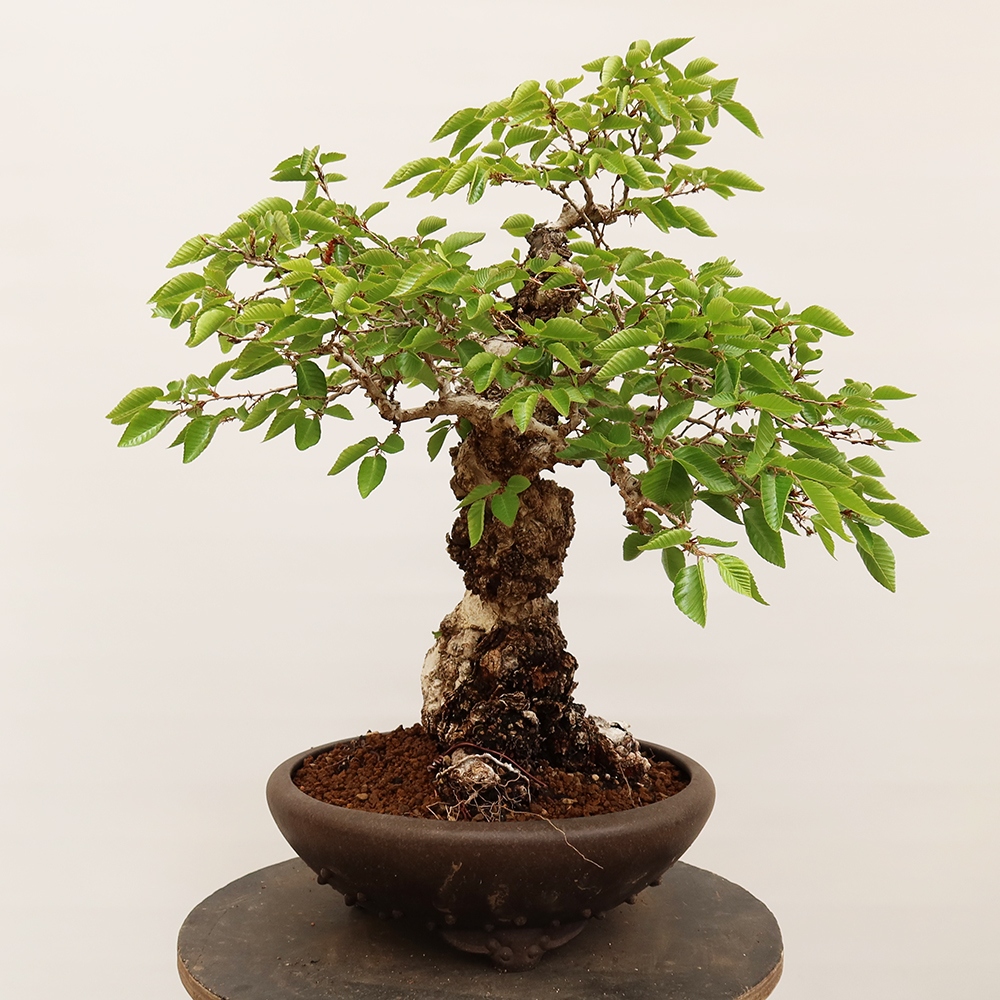 Bonsai plenerowe - Carpinus Coreana - grab koreański