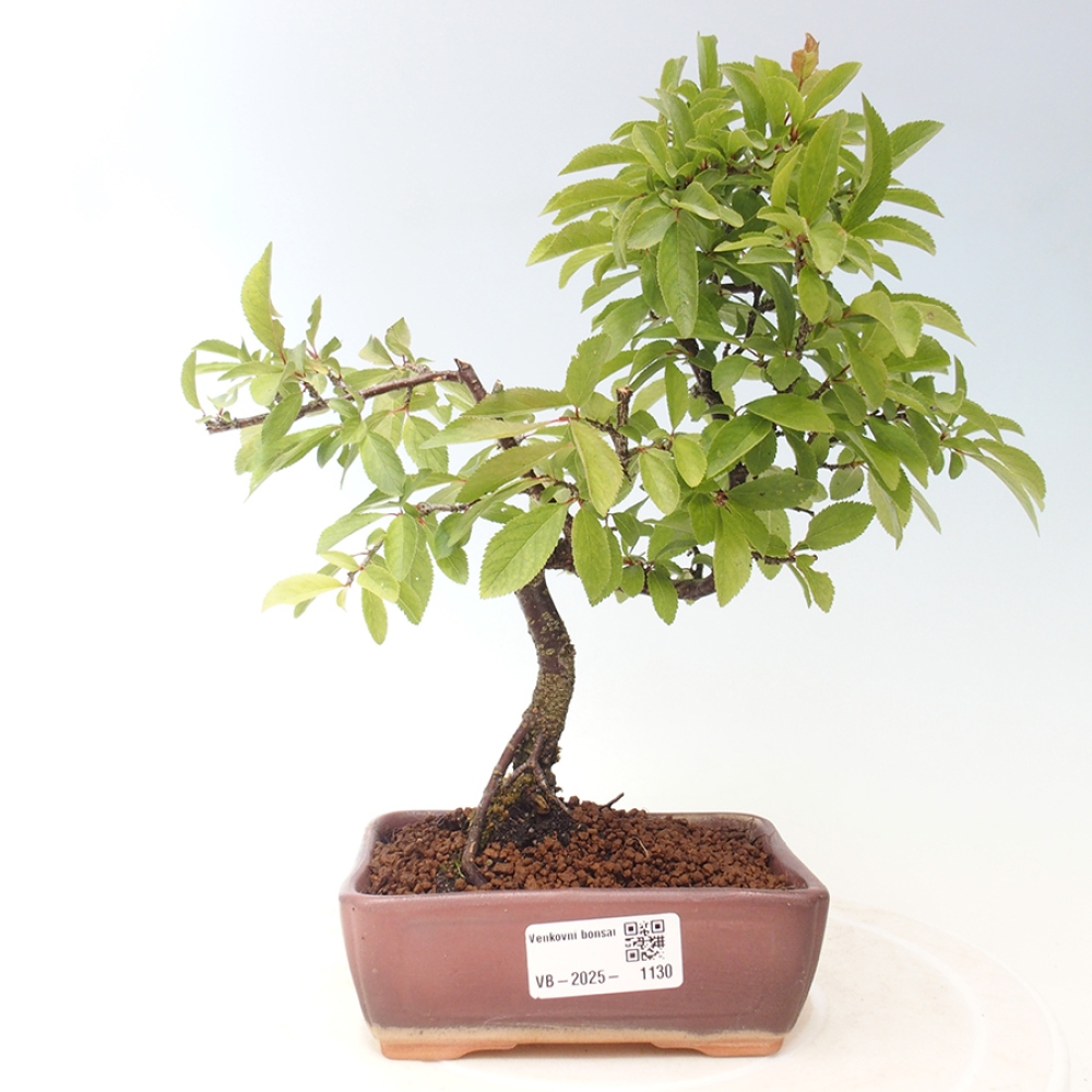 Outdoor bonsai - Prunus spinosa - tarnina