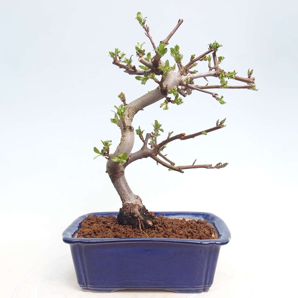 Outdoor bonsai - Malus sargentii - Jabłoń drobnoowocowa