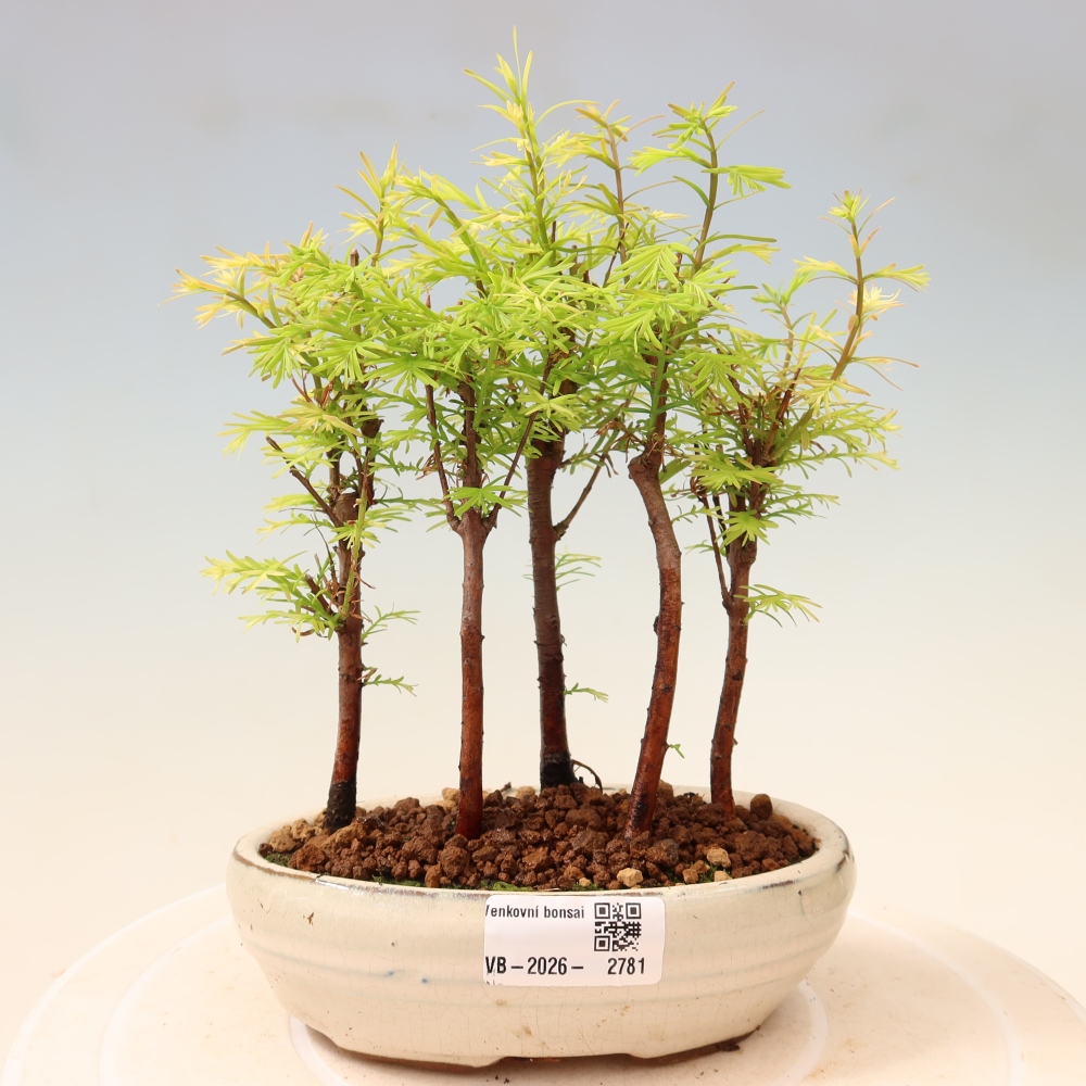 Bonsai ogrodowe – Metasequoia glyptostroboides – metasekwoja chińska – zagajnik