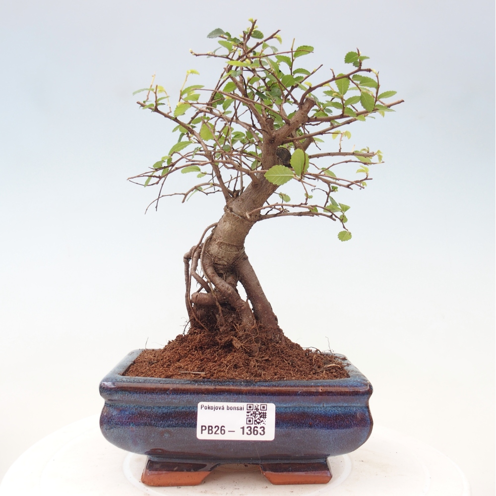 Pokój bonsai - Ulmus parvifolia - Wiąz drobnolistny