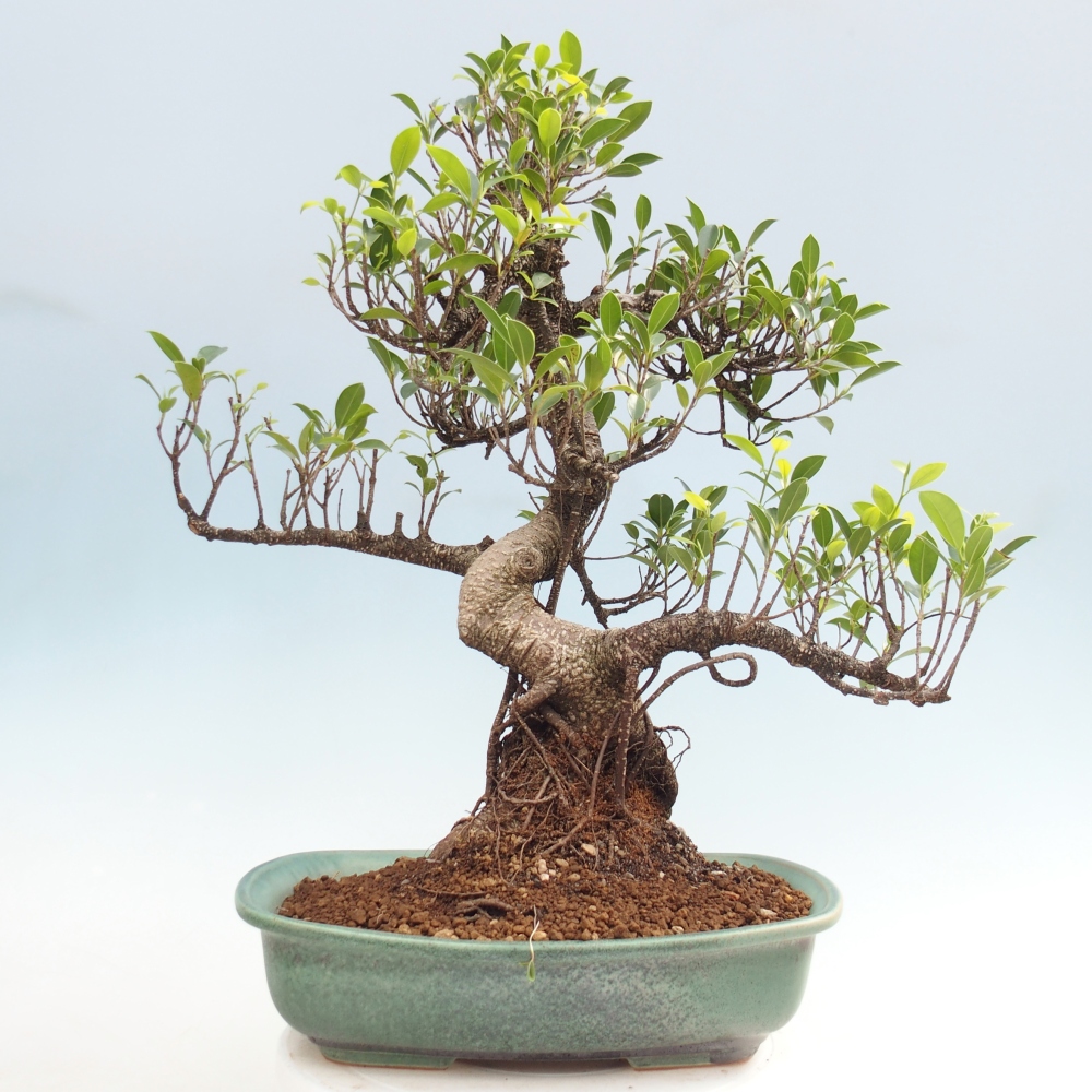 Pokój bonsai - Ficus kimmen - figowiec drobnolistny