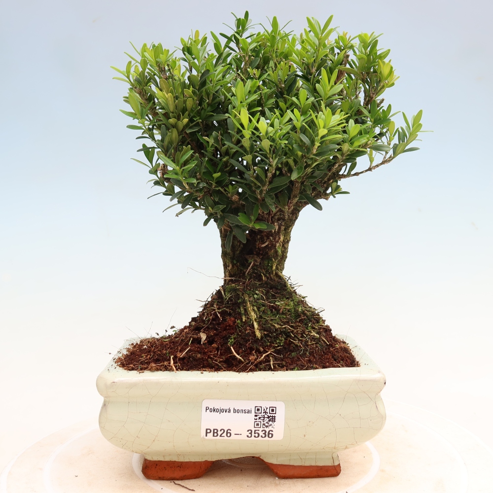 Pokój bonsai - Buxus harlandii - buxus korkowy