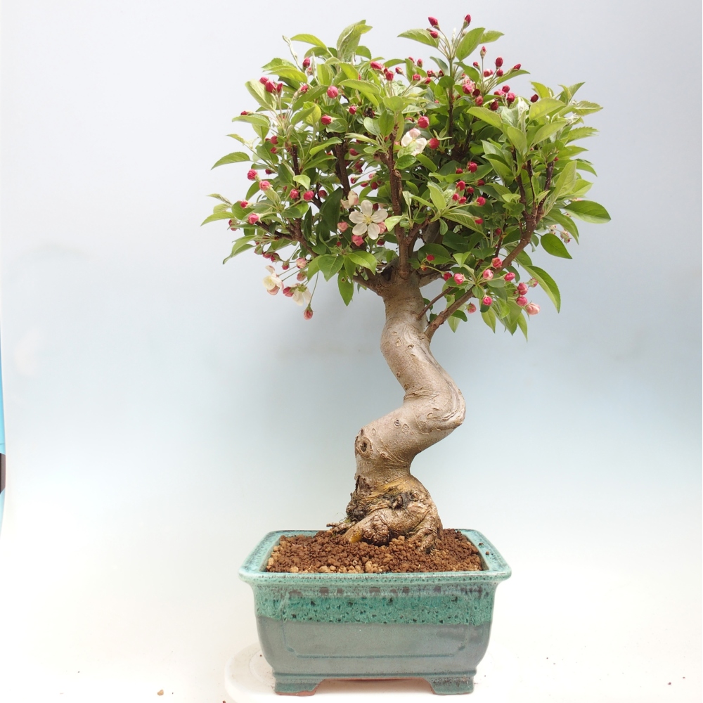 Outdoor bonsai - Malus halliana - Jabłoń drobnoowocowa