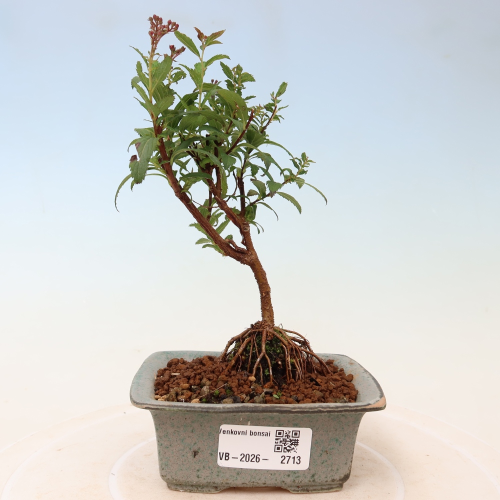 Bonsai ogrodowe – spirea japońska – Spirea japonica Anthony Waterer