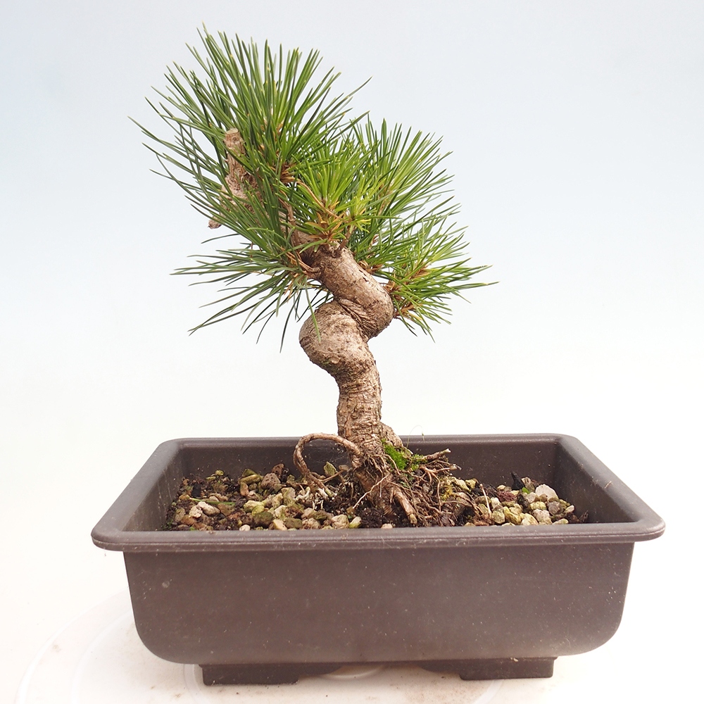 Outdoor bonsai - Pinus thunbergii - sosna Thunberga