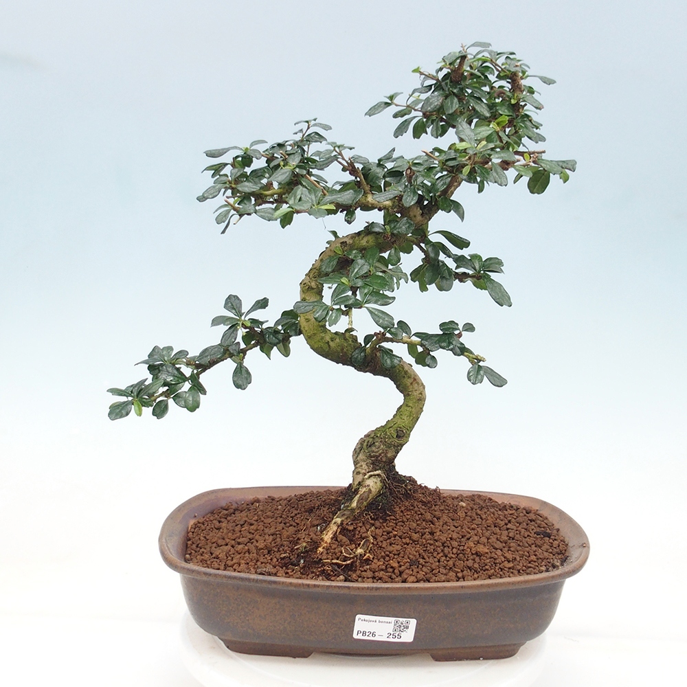 Bonsai pokojowe - Carmona macrophylla - Tea fuki