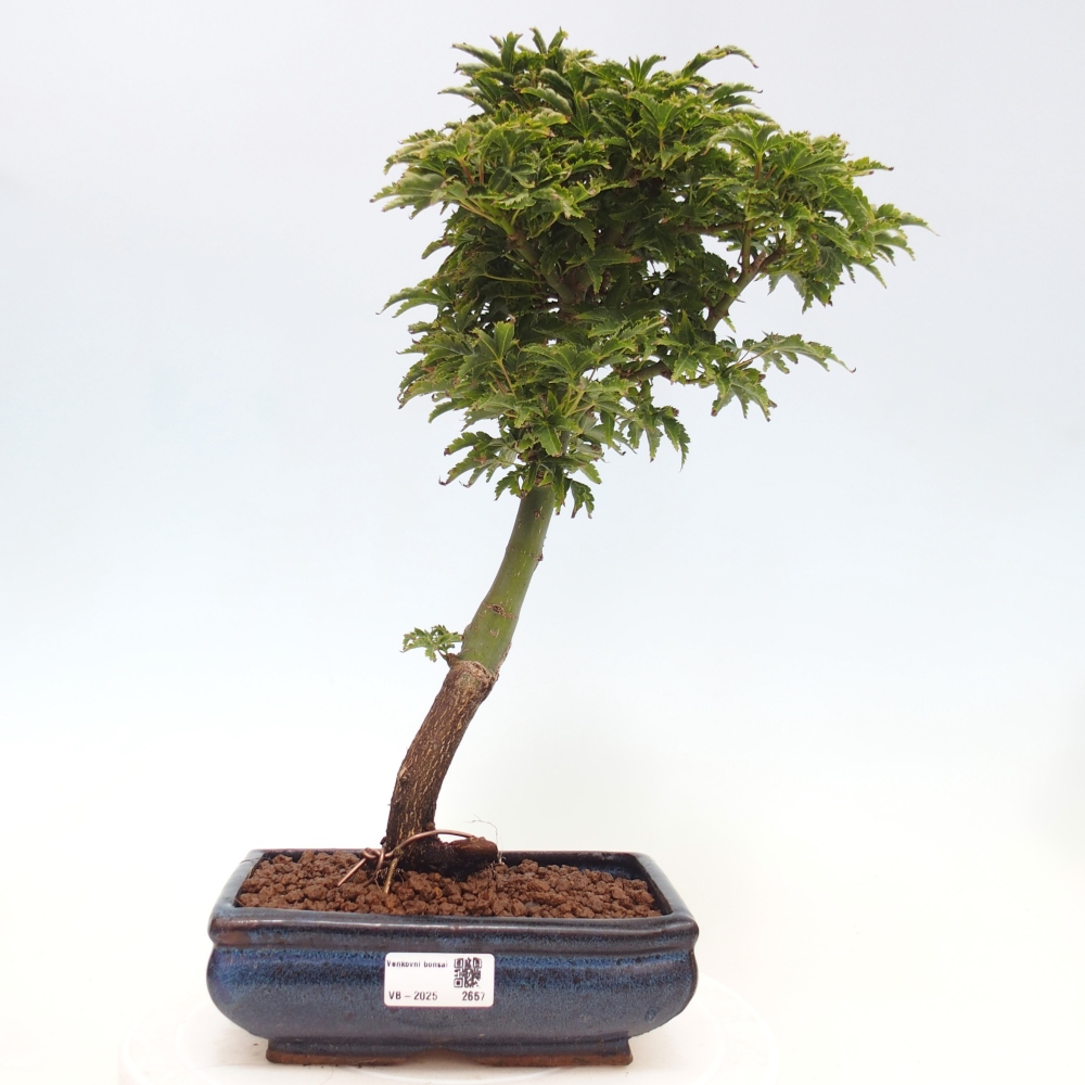 Bonsai zewnętrzne - klon Acer palmatum Shishigashira
