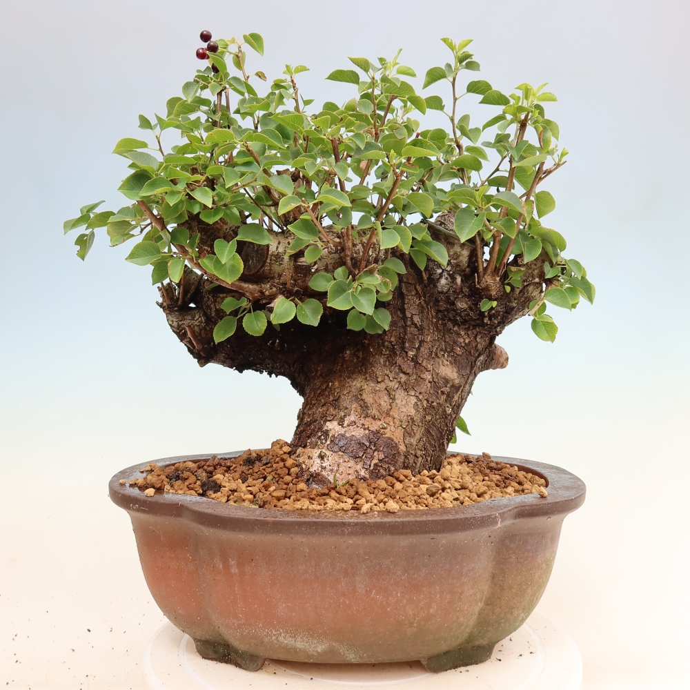 Bonsai ogrodowe – Mahalebka – Prunus mahaleb